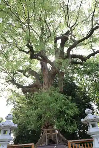 和泉國一之宮　大鳥大社(大阪府)