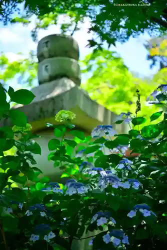 高幡不動尊　金剛寺(東京都)
