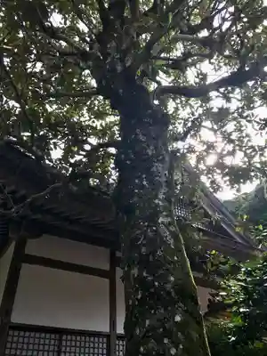 大寧寺(山口県)