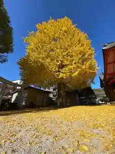 姪浜住吉神社の自然(2022年12月13日(火) 15時01分57秒投稿)