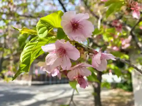 妻沼聖天山歓喜院の自然