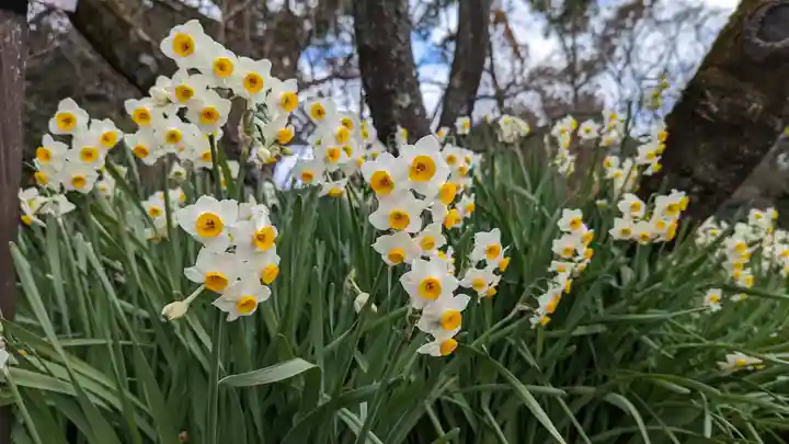 平野神社(京都府)