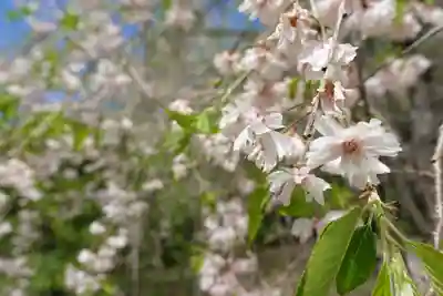 半木神社(賀茂別雷神社境外末社)の自然