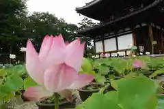 喜光寺の自然