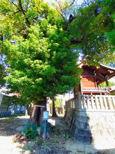 白山神社（松河戸町）の自然