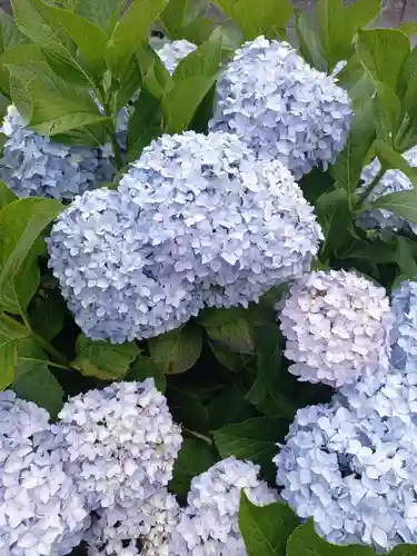 白山神社の自然