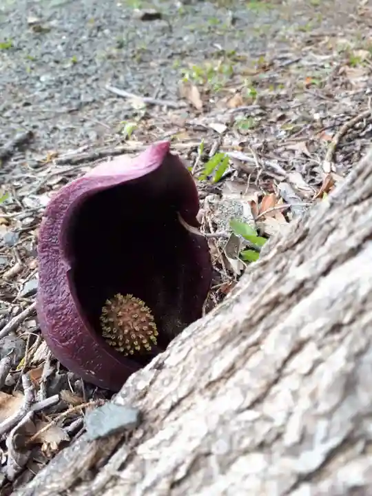 錦山天満宮の自然