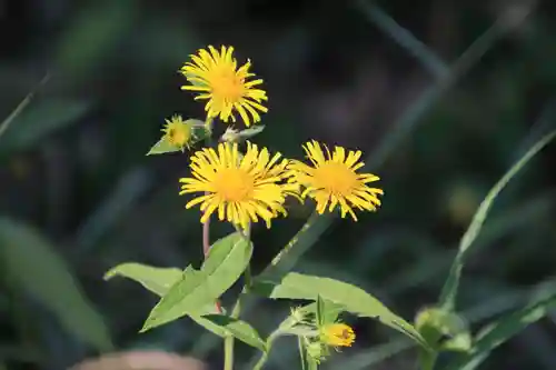 高司神社〜むすびの神の鎮まる社〜の自然