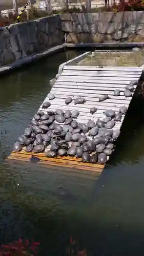 四天王寺の動物