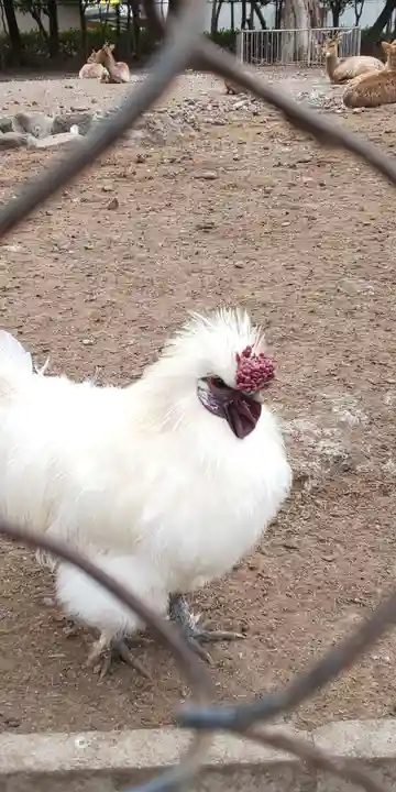 三嶋大社の動物