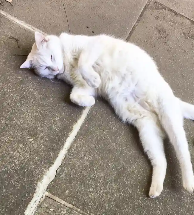 愛宕神社の動物