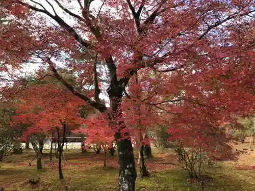 仁和寺の庭園