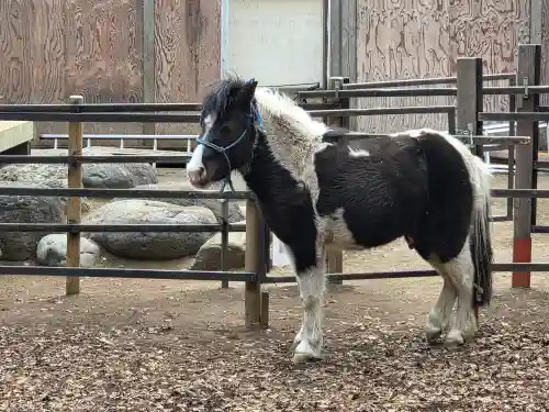 平塚八幡宮(神奈川県)