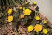 阿邪訶根神社の庭園