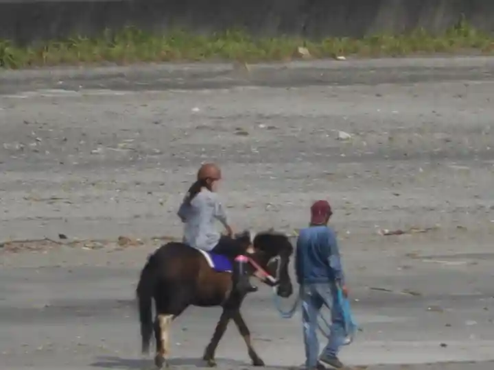 照島神社の動物