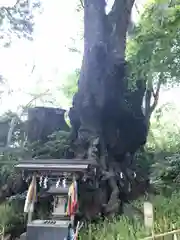 來宮神社の建物その他