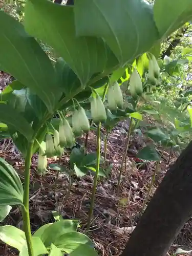 白山神社の自然