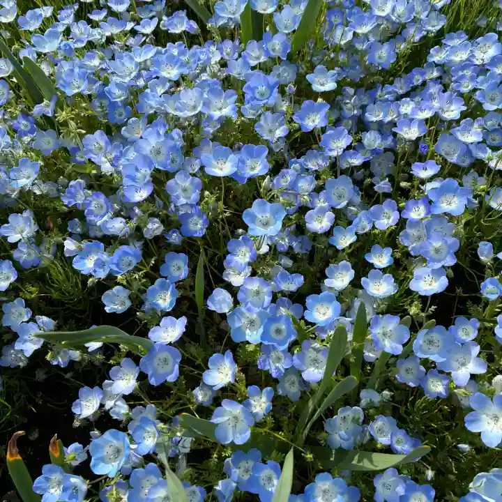 春日神社(神奈川県)