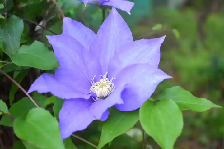 尻岸内八幡神社の自然