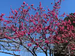 大生郷天満宮の自然(2020年03月11日(水) 11時57分44秒投稿)