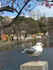 寛永寺不忍池弁天堂の動物