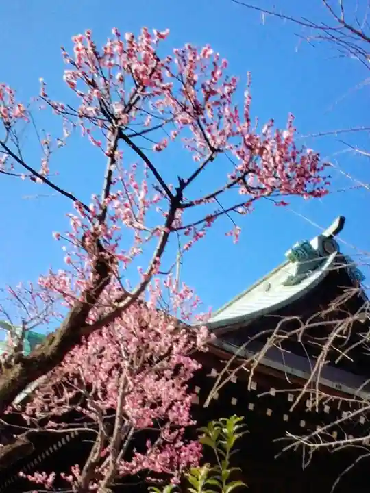 桜神宮(東京都)