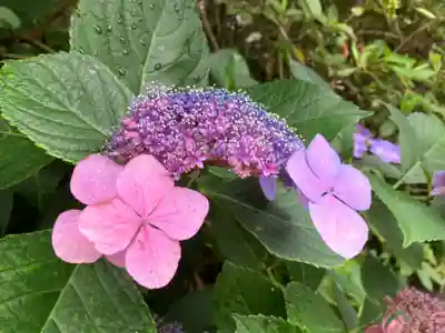高幡不動尊　金剛寺(東京都)