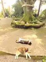 吾平津神社の動物