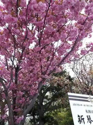 新琴似神社の自然