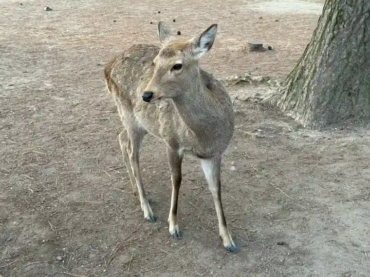 興福寺 南円堂の{uncategorized: "未分類", other: "その他", undefined: "問題あり", building: "その他建物", grave: "お墓", sacred_gate: "鳥居", guardian: "狛犬", statue: "像", buddha: "仏像", history: "歴史", nature: "自然", garden: "庭園", animal: "動物", pagoda: "塔", temizu: "手水舎", mountain_gate: "山門・神門", sanctuary: "本殿・本堂", subordinate: "末社・摂社", art: "芸術", scenery: "景色", jizo: "地蔵", ema: "絵馬", goshuin: "御朱印", omikuji: "おみくじ", items: "授与品その他", amulet: "お守り", goshuincho: "御朱印帳", eats: "食事", festival: "お祭り", votive_dance: "神楽", shichigosan: "七五三参", wedding: "結婚式", experience: "体験その他", initially: "初詣", around: "周辺", anti_infection: "感染症対策"}
