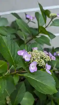 行願寺（革堂）(京都府)