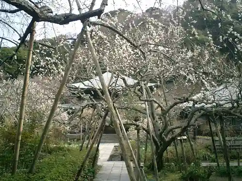 瑞泉寺の庭園