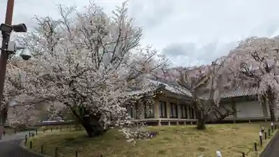 醍醐寺(京都府)