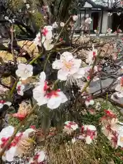 法高寺(群馬県)