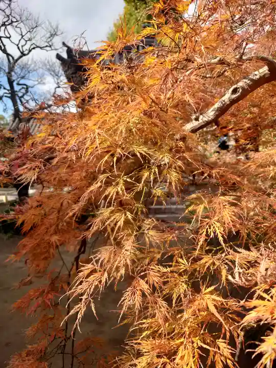 本蓮寺(神奈川県)