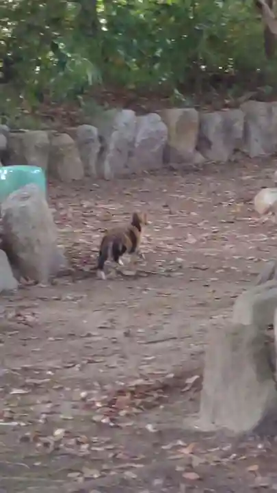 清洲山王宮 日吉神社の動物