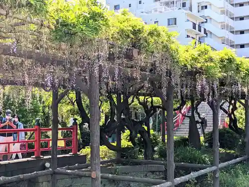 亀戸天神社の庭園