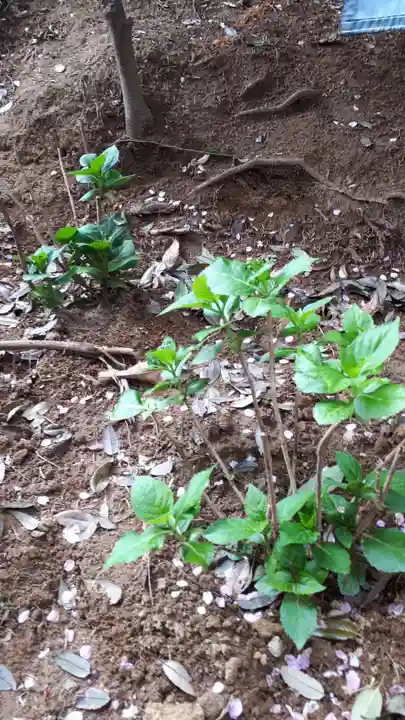 滑川神社 - 仕事と子どもの守り神の自然