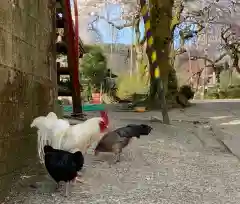 西雲寺の動物