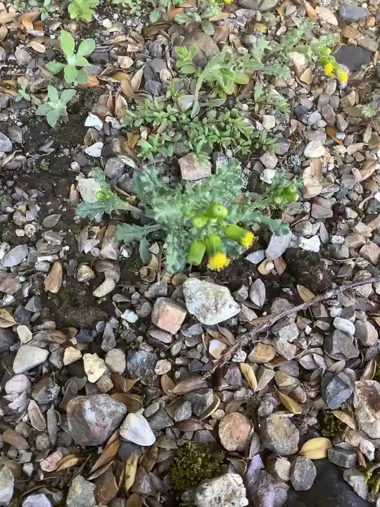 田縣神社の自然