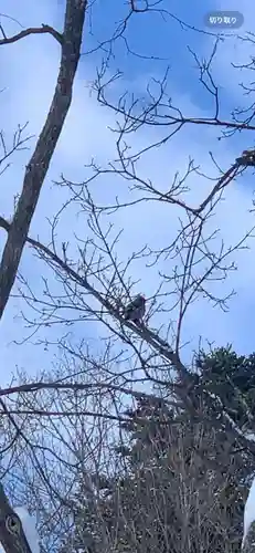 留辺蘂神社の動物