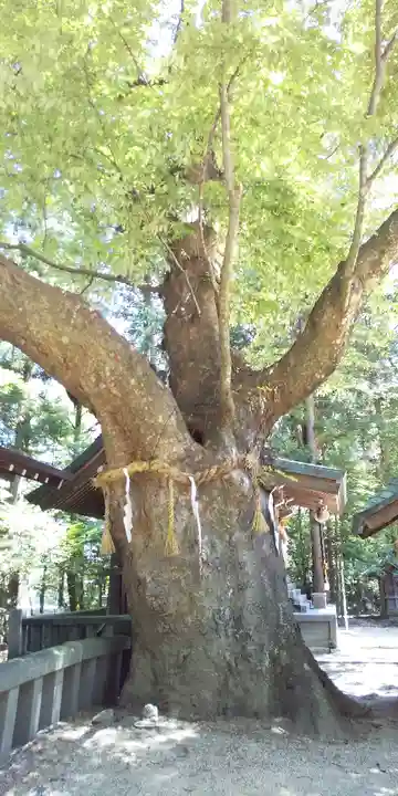 穂高神社本宮の自然