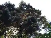 府八幡宮の自然