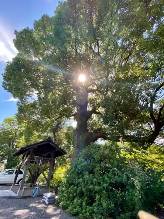 金井戸神社の自然