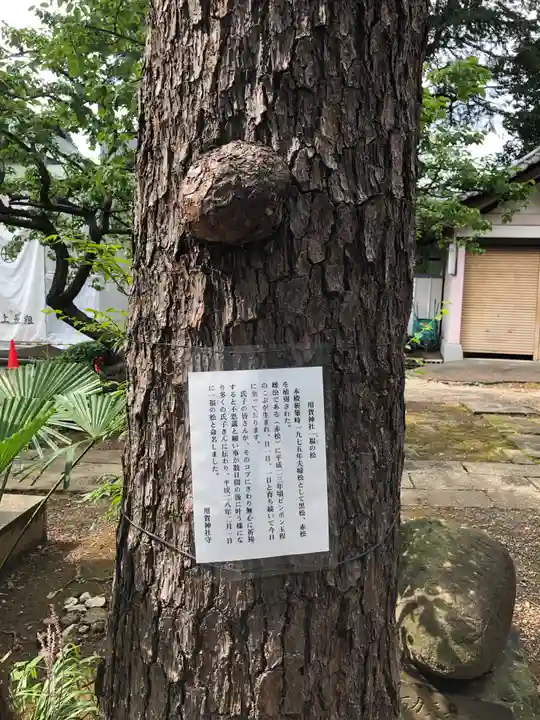 用賀神社の自然
