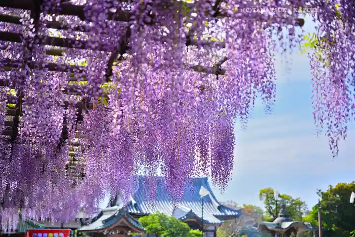 西新井大師総持寺(東京都)