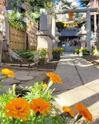 高円寺氷川神社の鳥居