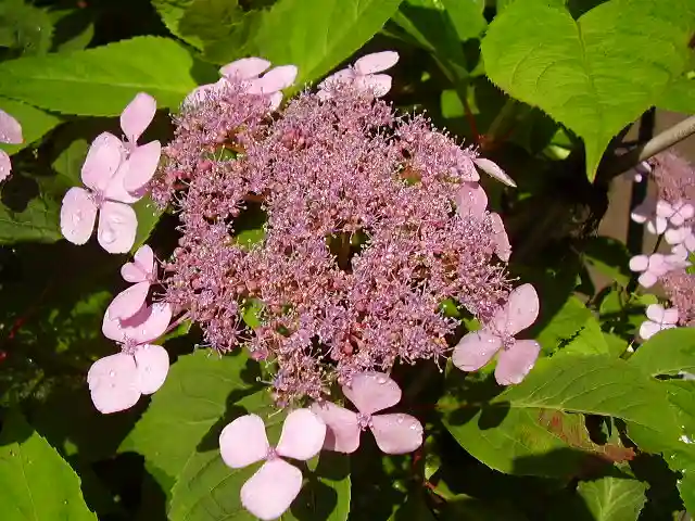 御霊神社の自然