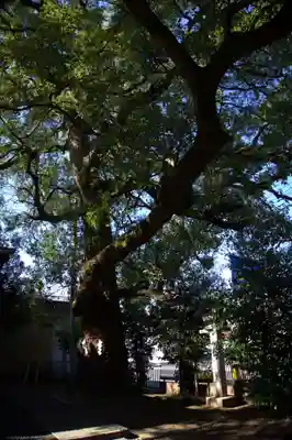 芳川神社(埼玉県)