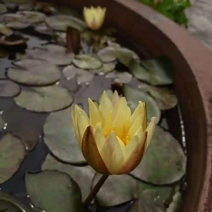 教西寺のその他建物